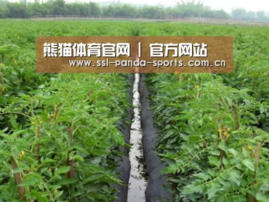 种植基地三