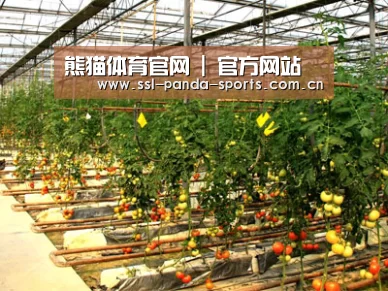 种植基地二(图1)